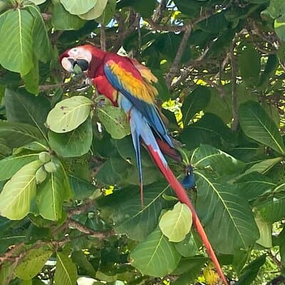 2 Hours Private Guided Hiking Experience to El Miro in Jaco photo 5