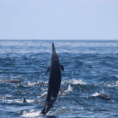 Combo Tour Marino Ballena National Park photo 3