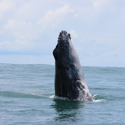 Combo Tour Marino Ballena National Park photo 5