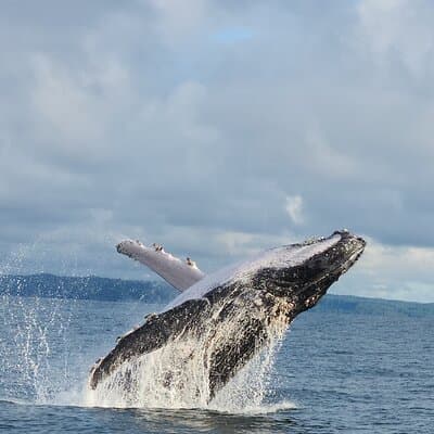 Combo Tour Marino Ballena National Park photo 2