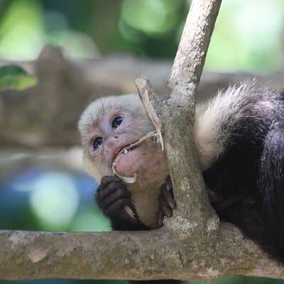Baby White-faced Monkey Carara National Park