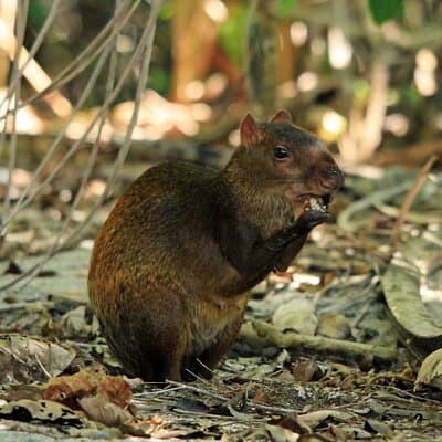 Agouti Carara National Park