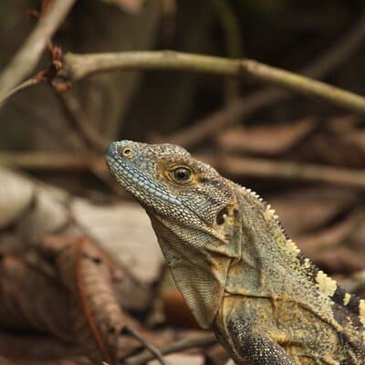Black Spine-tailed Iguana Carara National Park