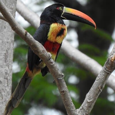 Guided tour in Carara National Park photo 2
