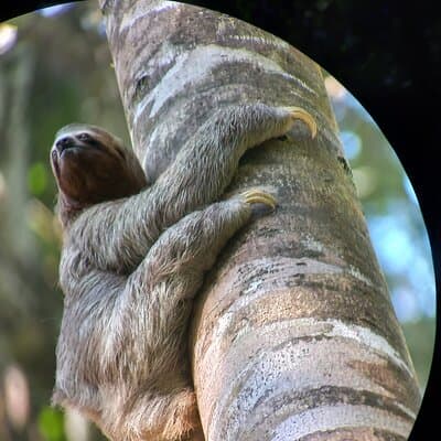 Guided tour in Carara National Park photo 4