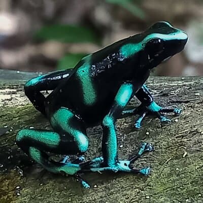 Guided tour in Carara National Park photo 5