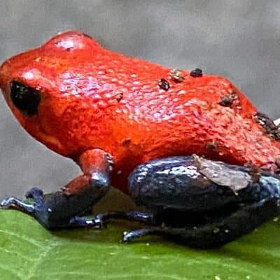 Private Tour to Rio Celeste Hike and Flavors of Costa Rica photo 3