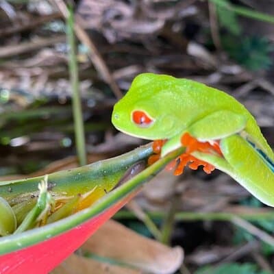 Private Tour to Rio Celeste Hike and Flavors of Costa Rica photo 4