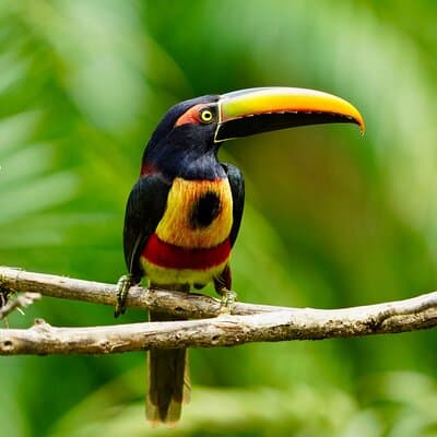 fiery billed aracari