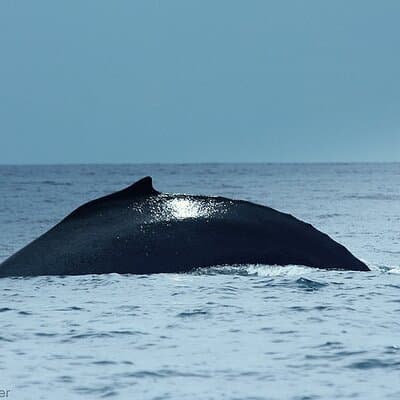 Whale watching Combo Tour Marino Ballena National Park (mid day) photo 2