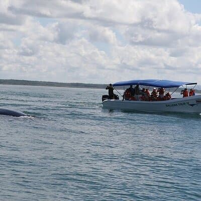 Whale watching Combo Tour Marino Ballena National Park (mid day) photo 3