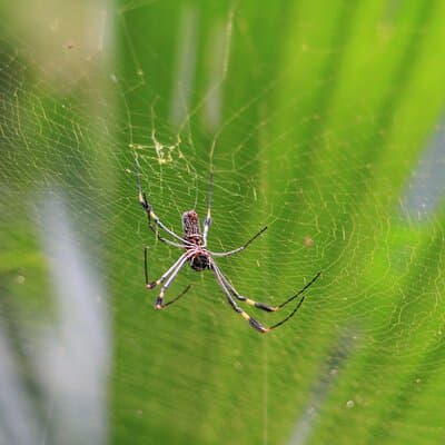 Explore Manuel Antonio National Park with Expert Guide photo 2