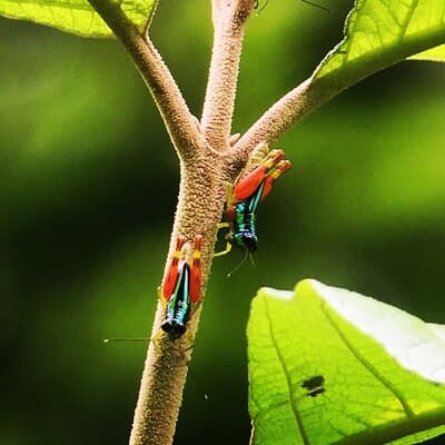 Explore Manuel Antonio National Park with Expert Guide photo 5