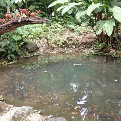 One of the 9 pools that exist in ANURA