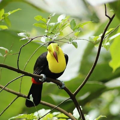 Photo of a toucan in ANURA