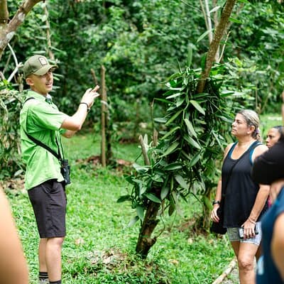 Vanilla Plant
