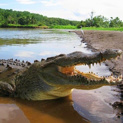 Crocodile River Adventure Tour in Costa Rica photo 4