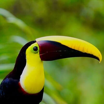 Manuel Antonio Esquipulas Birdwatching Tour photo 5