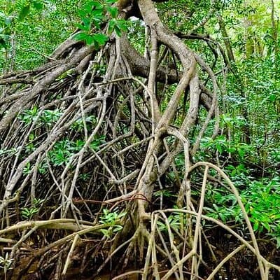 Monkey Tour to Isla Damas Mangroves from Jacó photo 5
