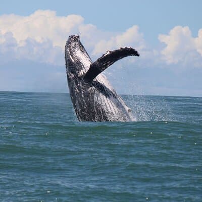 Marino Ballena Combination Tour with Whale and Dolphin Watching photo 2