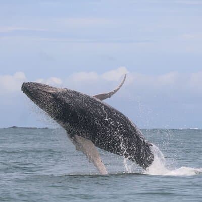 Marino Ballena Combination Tour with Whale and Dolphin Watching photo 3