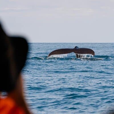 Marino Ballena Combination Tour with Whale and Dolphin Watching photo 4