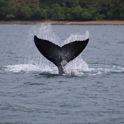 Marino Ballena Combination Tour with Whale and Dolphin Watching photo 5