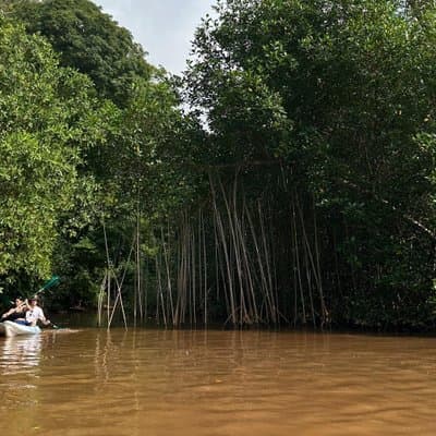 Mangrove Kayak - near Sámara & Carrillo Beach photo 2