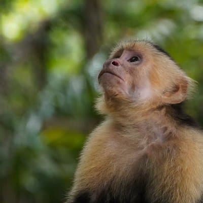 Manuel Antonio National Park Guided Tour With Ticket Option photo 3