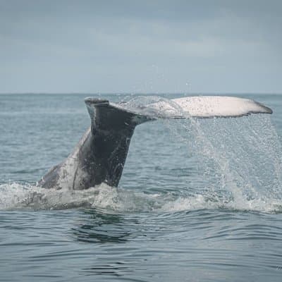 Uvita Whale Watching and Marine Life Tour From Marino Ballena photo 2