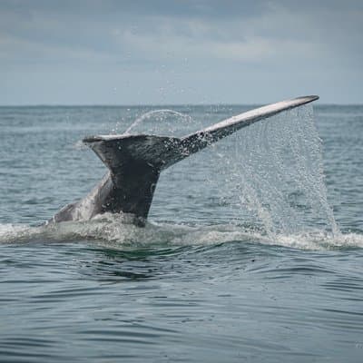 Uvita Whale Watching and Marine Life Tour From Marino Ballena photo 3