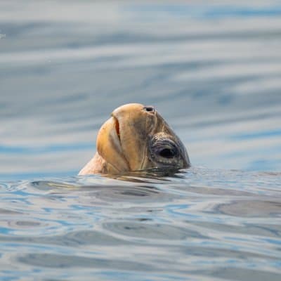 Uvita Whale Watching and Marine Life Tour From Marino Ballena photo 4