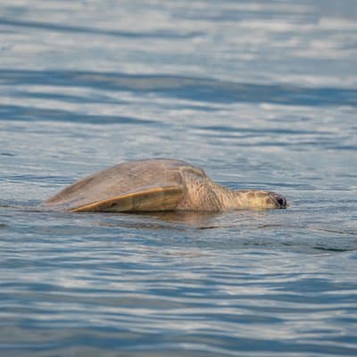 Uvita Whale Watching and Marine Life Tour From Marino Ballena photo 5