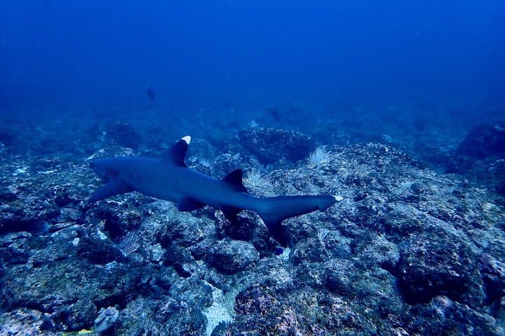 Scuba Refresher Course (half day)