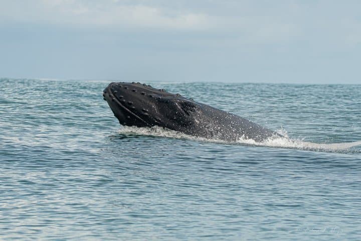 Uvita Whale Watching and Marine Life Tour From Marino Ballena