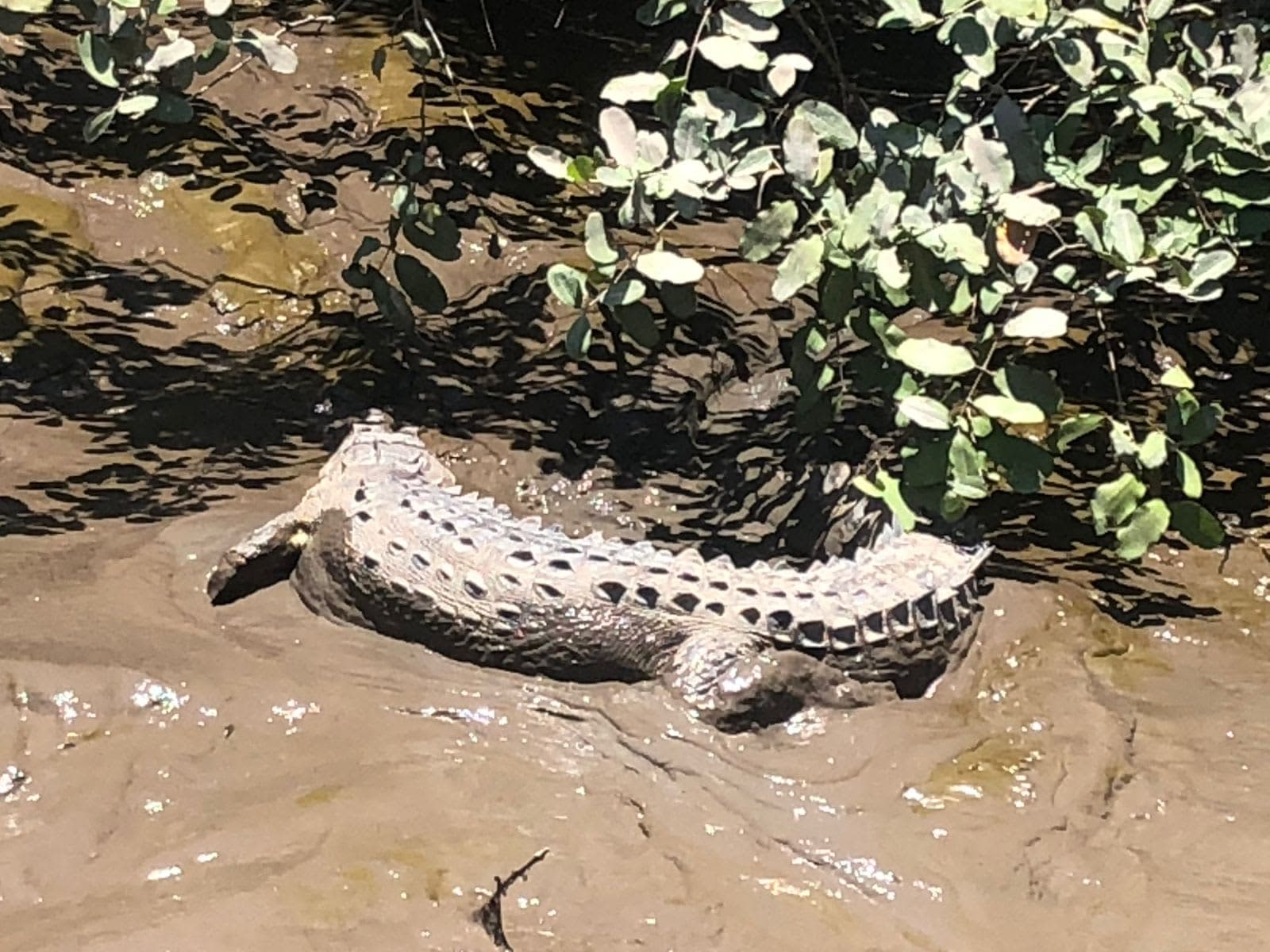 A crocodile resting on the muddy riverbank, seen from a boat