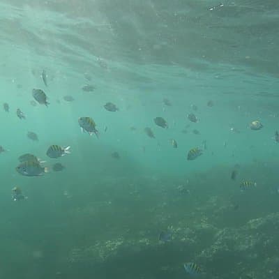 Snorkel Tropical fish