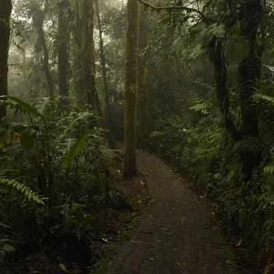Samara to from Monteverde Private Shuttle (1-6 px) photo 2