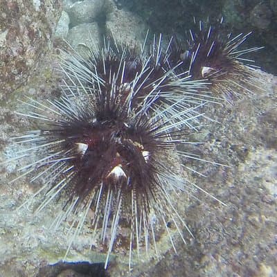 Sea urchin bank
Snorkeling Costa Rica
