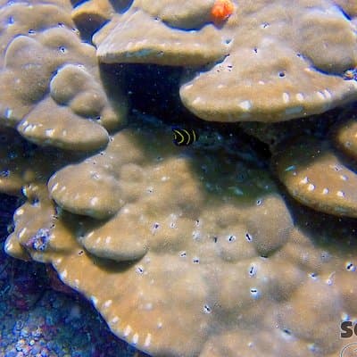 Coral Reef
snorkel Costa Rica