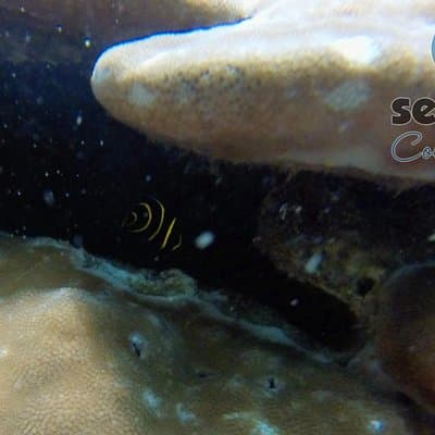Angel Fish
Snorkeling Costa Rica
