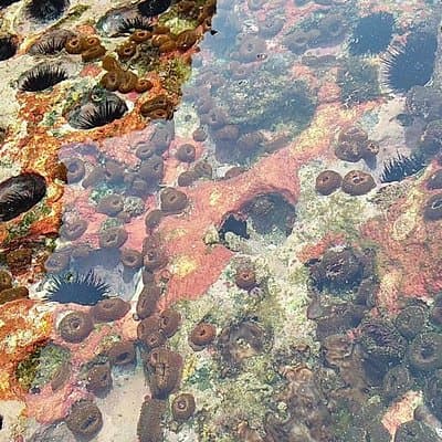 Kayak and Snorkelling trip to Capitan Island; part of Las Baulas National Park photo 3