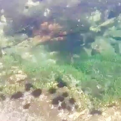 Kayak and Snorkelling trip to Capitan Island; part of Las Baulas National Park photo 5