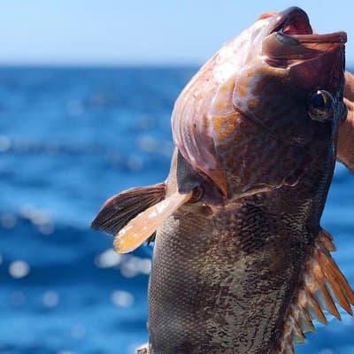 Morning Fishing Half Day Charter photo 3