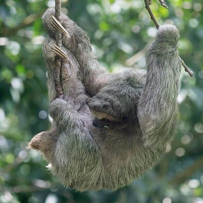Tenorio Rainforest Hanging Bridges, waterfall and Sloth Encounter photo 2