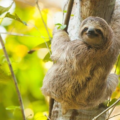 Sloths, Monkeys and Waterfall Experience photo 5