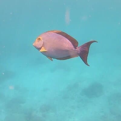Pacheco Tours - Snorkeling Tour in Caño Island from Drake Bay photo 2