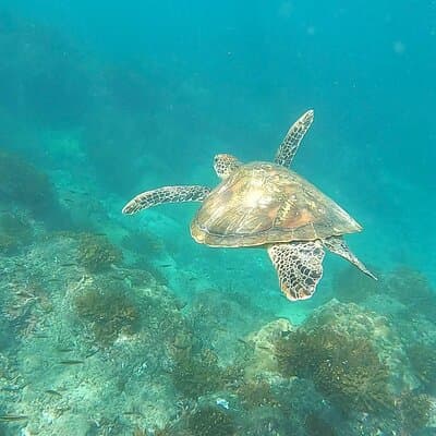 Pacheco Tours - Snorkeling Tour in Caño Island from Drake Bay photo 3