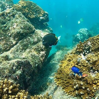 Pacheco Tours - Snorkeling Tour in Caño Island from Drake Bay photo 4