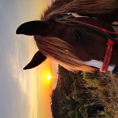 Horseback Riding in Puerto Carrillo: Beach & Jungle photo 3